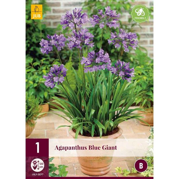 Image de 1 bulbe de fleur agapanthus blue giant