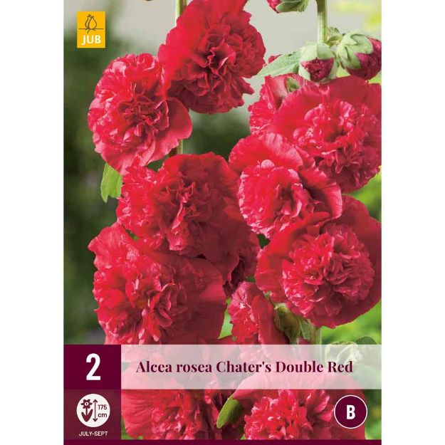 Image de 2 bulbes de fleurs alceas rosea double red