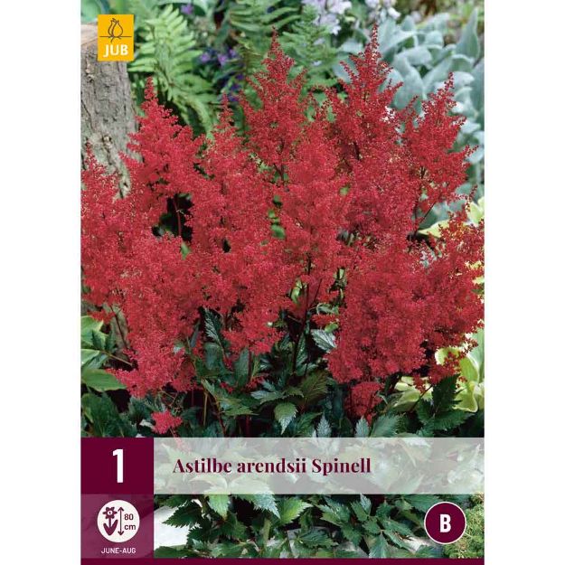 Image de 1 bulbe de fleur astilbe arendsii spinell