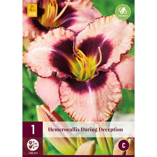 Image de 1 bulbe de fleur hemerocallis daring deception