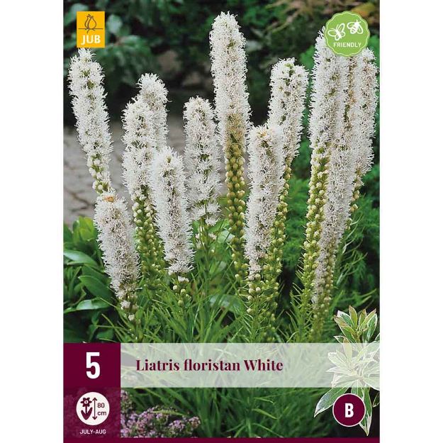 Image de 5 bulbes de fleurs de liatris floristan white