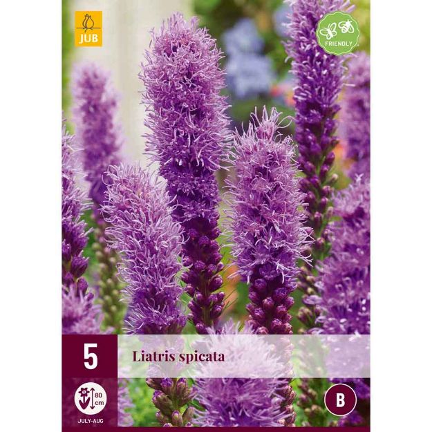 Image de 5 bulbes de fleurs de liatris spicata