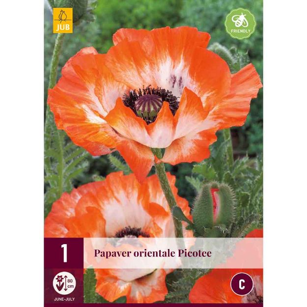 Image de 1 bulbe de fleur de papaver picotee