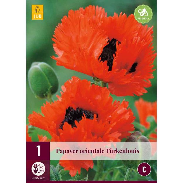 Image de 1 bulbe de fleur de papaver turkenlouis