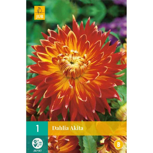 Image de 1 bulbe de fleur de dahlia akita