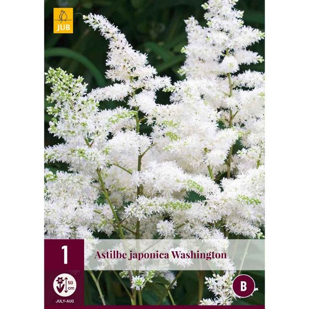 Image de 1 bulbe de fleur astilbe japonica washington