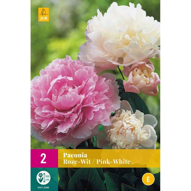 Image de 2 bulbes de fleurs de paeonia pink white