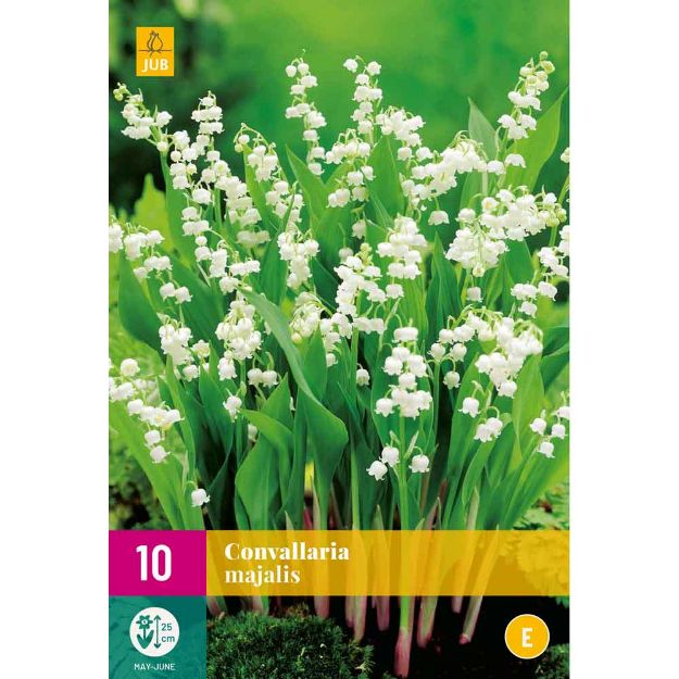 Image de 10 convallaria majalis plg.