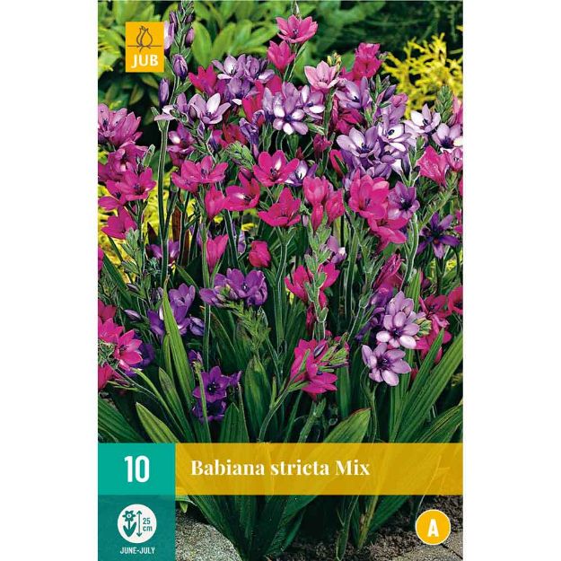 Image de 10 bulbes de fleurs de babianas stricta mix