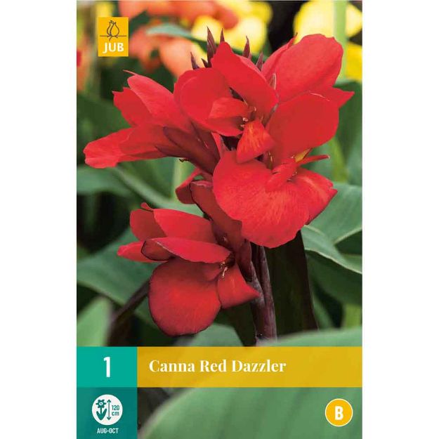 Image de 1 bulbe de fleur de canna red dazzler