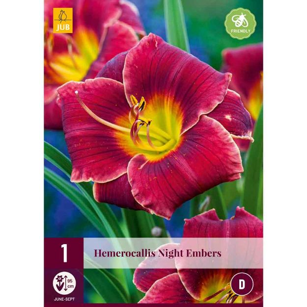 Image de 1 hemerocallis night embers i