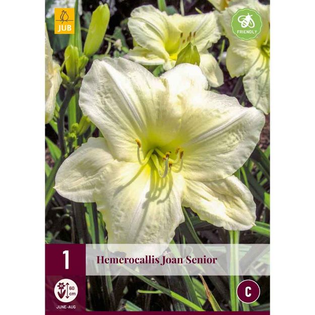 Image de 1 hemerocallis joan senior i