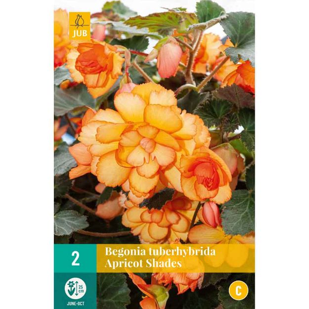 Image de 2 begonia tuberhybrida apricot shades 5/6