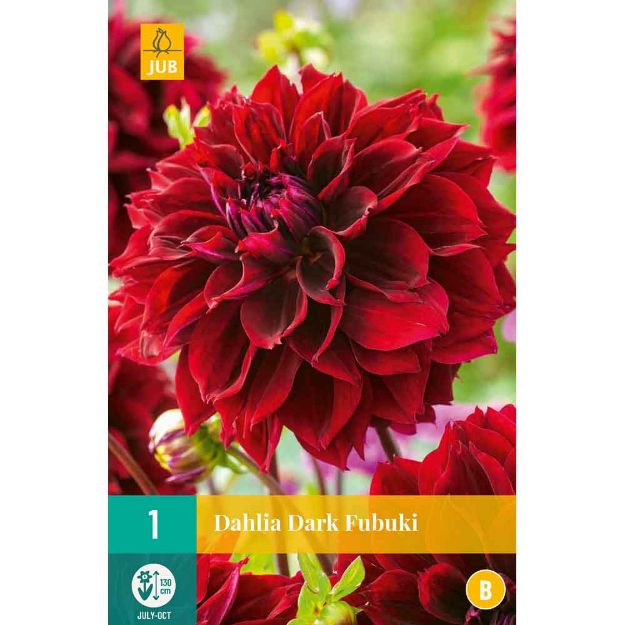 Image de 1 dahlia dark fubuki i