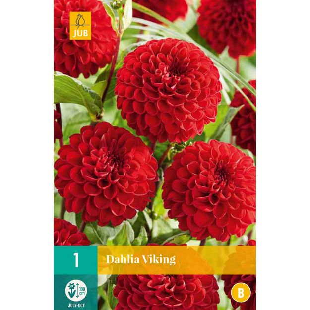 Image de 1 dahlia viking i