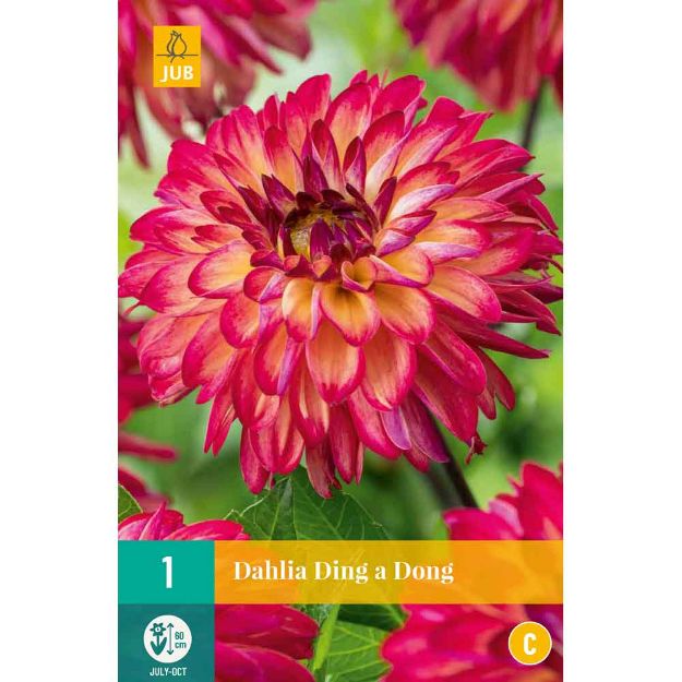 Image de 1 dahlia ding a dong i