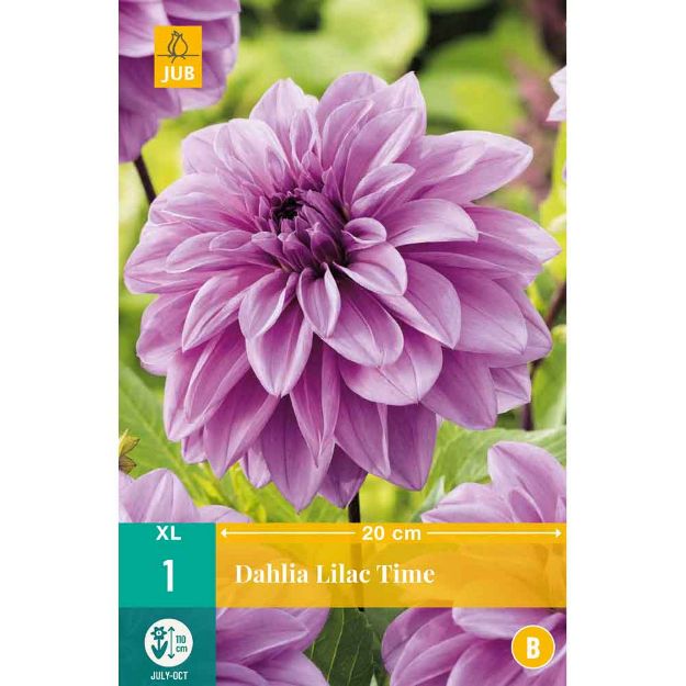 Image de 1 dahlia lilac time i