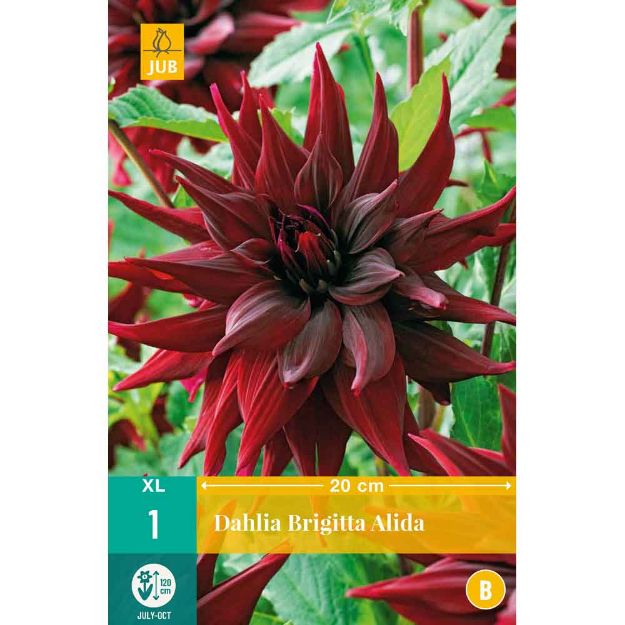 Image de 1 dahlia brigitta alida i