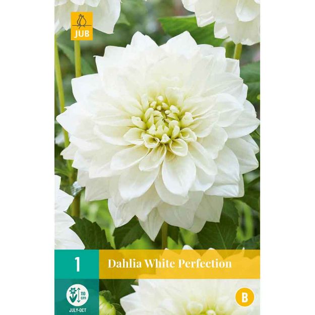 Image de 1 dahlia white perfection i