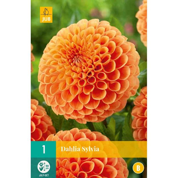 Image de 1 dahlia sylvia i