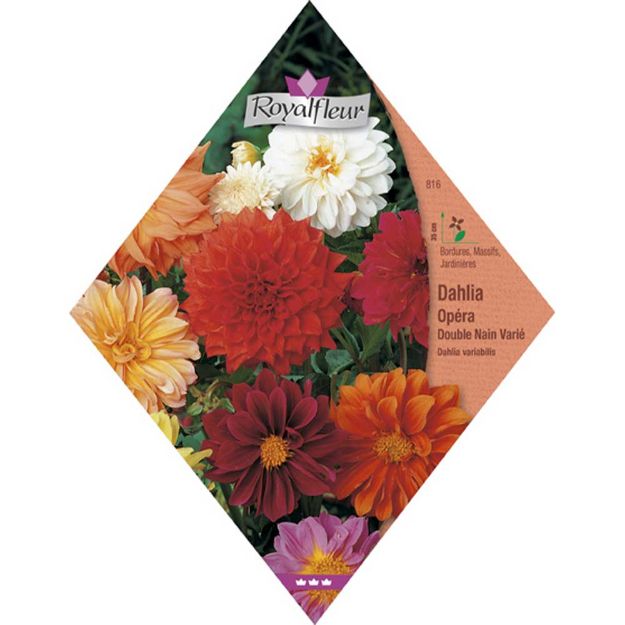 Image de DAHLIA OPERA DOUBLE NAIN VARIE.