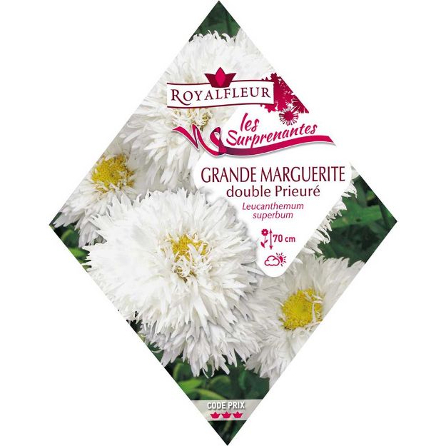 Image de GRANDE MARGUERITE DOUBLE PRIEURÉ.