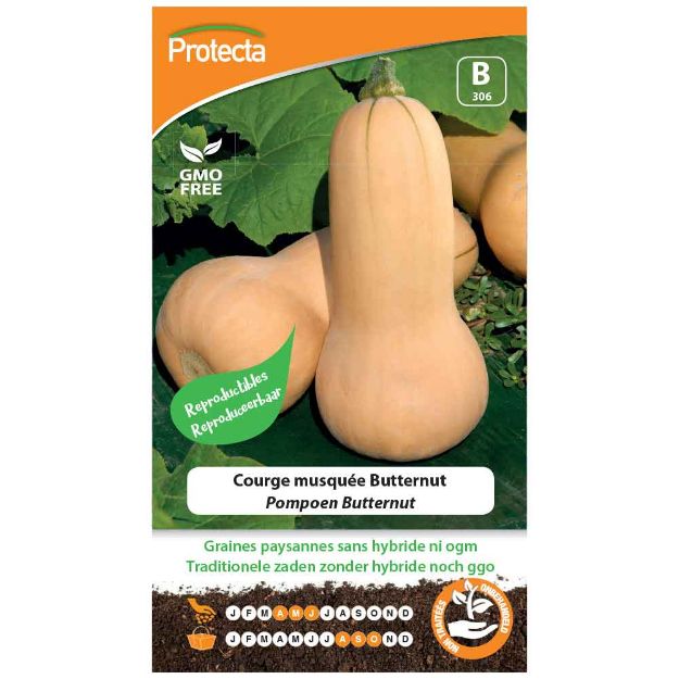 Image de Graines de courge musquée butternut - Protecta