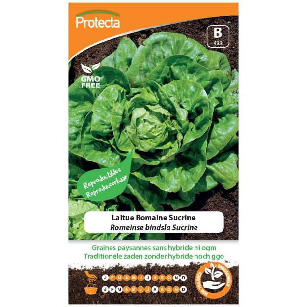 Image de Graines de laitue romaine sucrine - Protecta