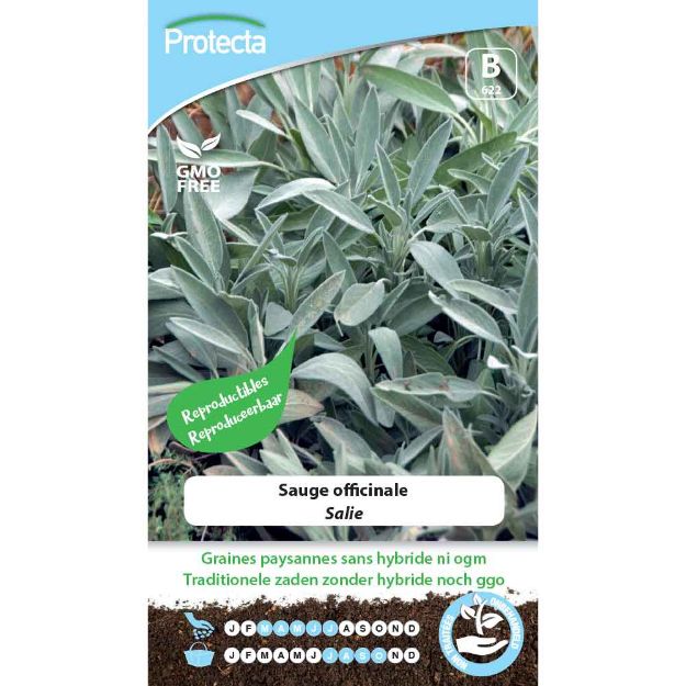 Image de Graines de sauge officinale - Protecta