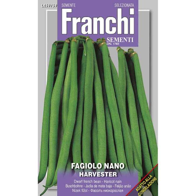 Image de Graines haricot nain harvester - Franchi