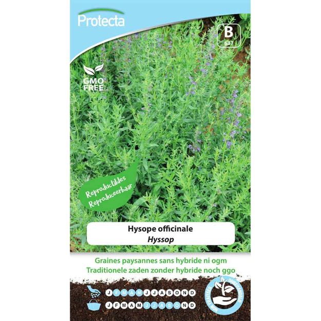 Image de Graines d'hysope officinale - Protecta