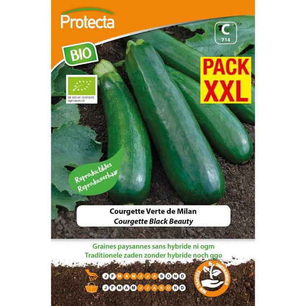 Image de Courgette Verte Milan Black Beauty Bio XXL 714