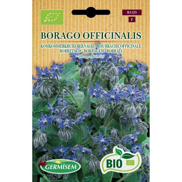 Image de Graines bio de bourrache officinale