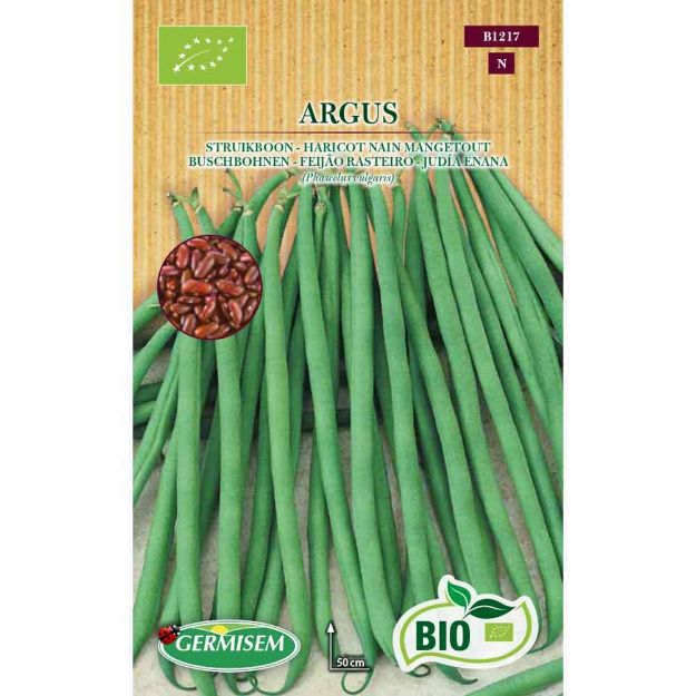 Image de Graines bio d' haricot nain mangetout argus