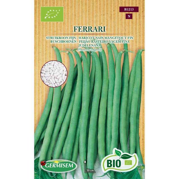 Image de Graines bio d' haricot nain mangetout fin ferrari