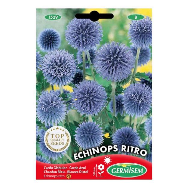 Image de Graines d'echinops ritro