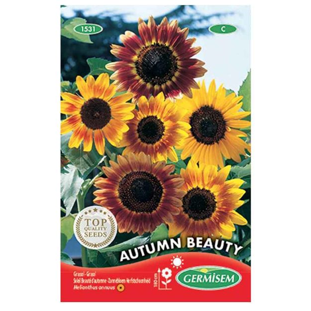 Image de Graines d'helianthus (soleil) autumn beauty