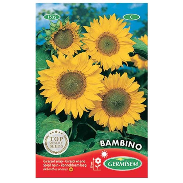 Image de Graines d'helianthus (soleil) bambino