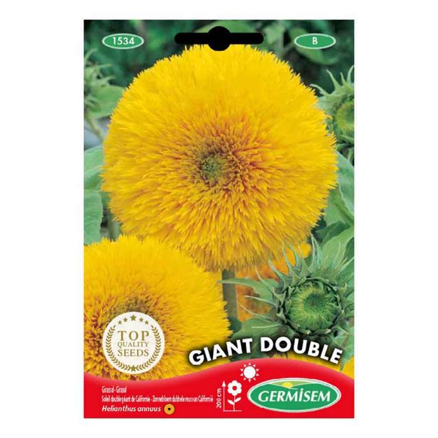 Image de Graines d'helianthus (soleil) double géant de californie