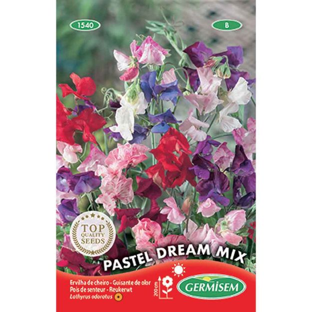 Image de Graines de lathyrus (pois de senteur) pastel dream