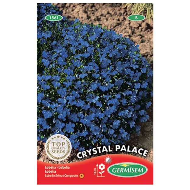 Image de Graines de lobelia crystal palace