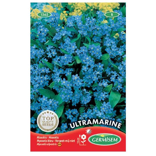 Image de Graines de myosotis ultra marine bleu