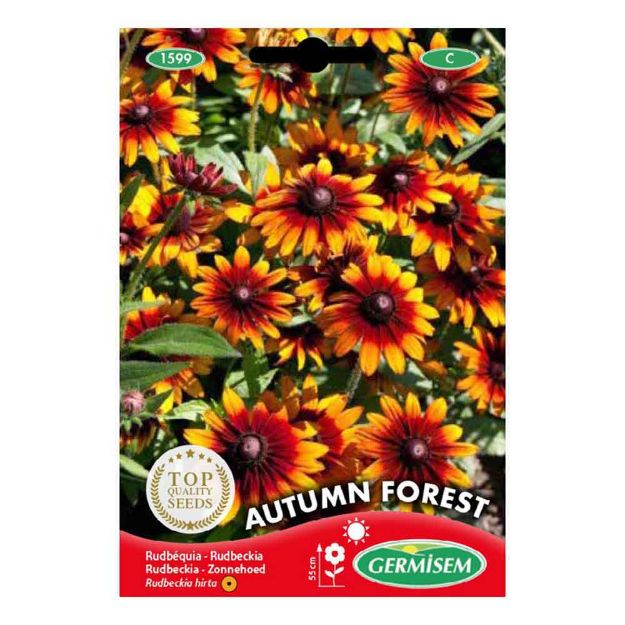 Image de Graines de rudbeckia hirta autumn forest