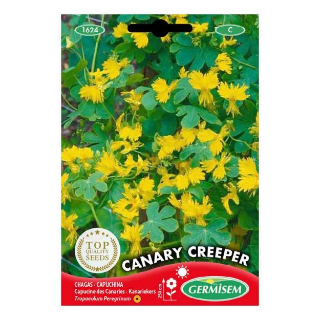 Image de Graines de tropaeolum (capucine) peregrinum yellow