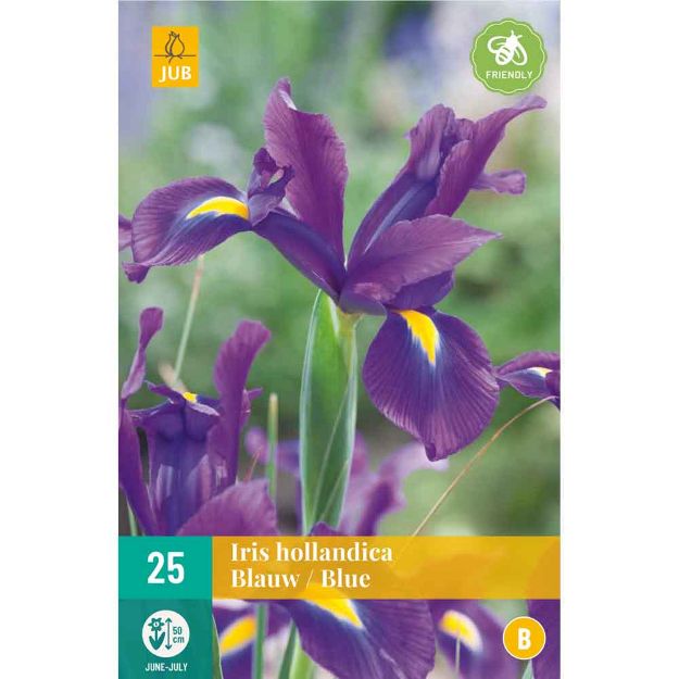 Image de 25 bulbes de fleurs iris hollandica bleu