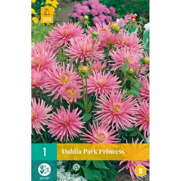 Image de 1 bulbe de fleur de dahlia park princess