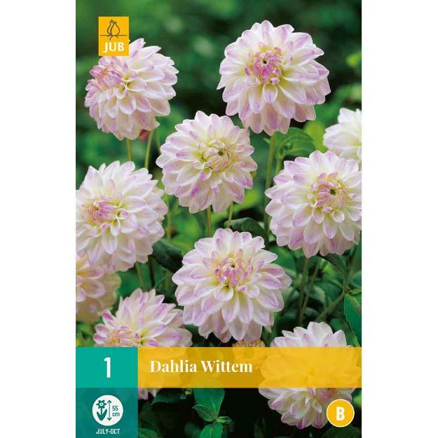 Image de 1 bulbe de fleur de dahlia wittem