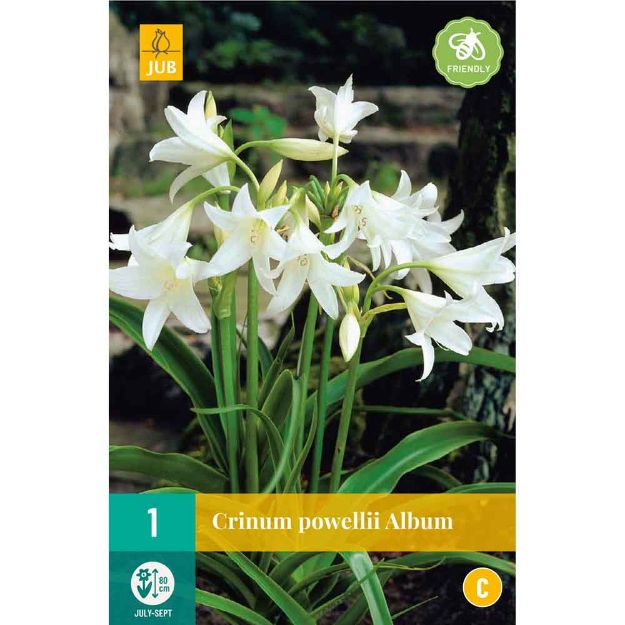 Image de 1 bulbe de fleur de crinum powellii album