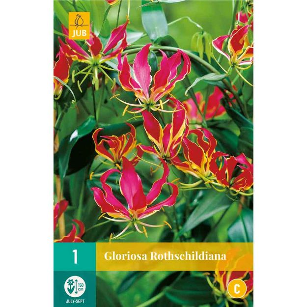 Image de 1 bulbe de fleur de gloriosa rothschildiana