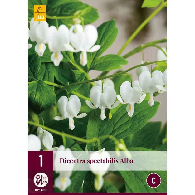 Image de 1 bulbe de fleur de dicentra spectabilis alba